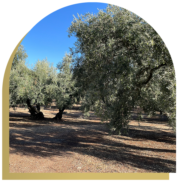 Oleum Alcazaba