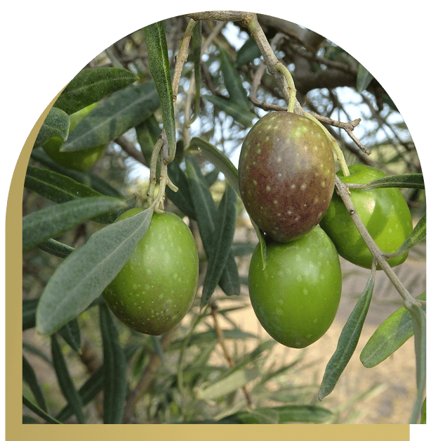 El Almas del Aceite Oleum Alcazaba