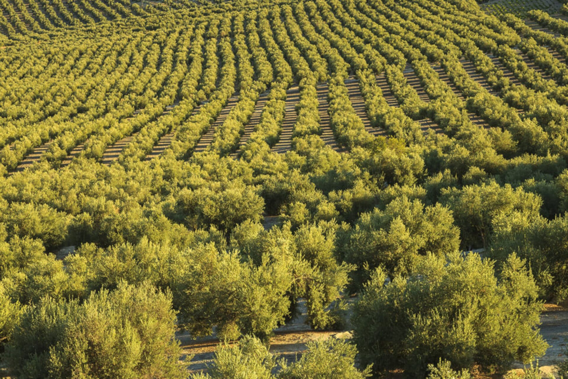 El AOVE ecológico. Nuestra diferenciación gourmet - Oleum Alcazaba