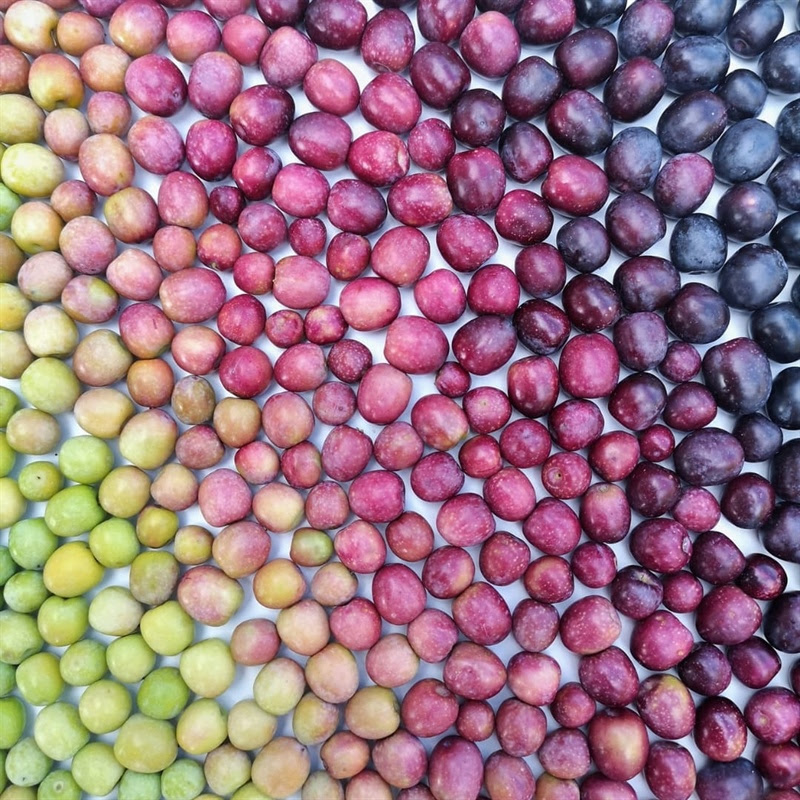 Qué aceite usar en crudo cómo elegir el AOVE perfecto